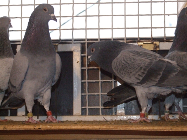 Flying Tippler - Nisic Nuris Sarajevo - Shannon tipleri