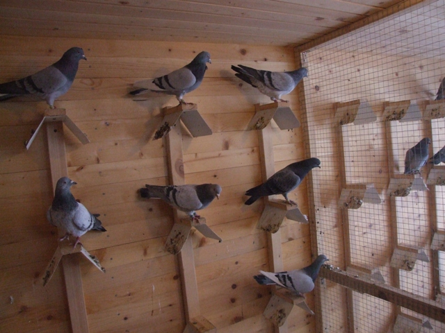 Flying Tippler - Nisic Nuris Sarajevo - Shannon tipleri