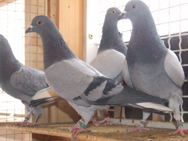 Flying Tippler - Nisic Nuris Sarajevo - Shannon tipleri