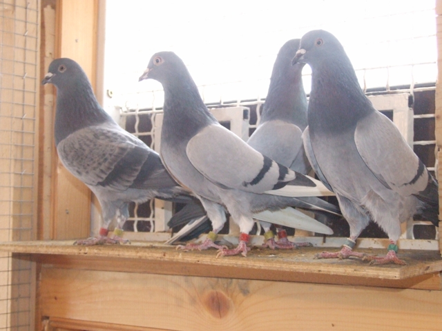 Flying Tippler - Nisic Nuris Sarajevo - Shannon tipleri