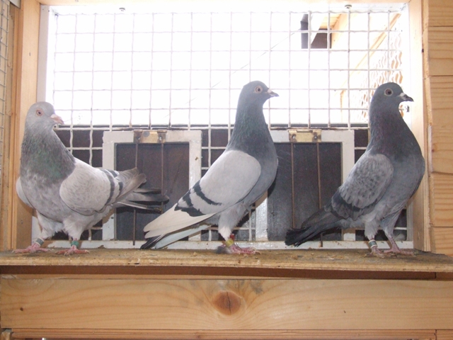 Flying Tippler - Nisic Nuris Sarajevo - Shannon tipleri