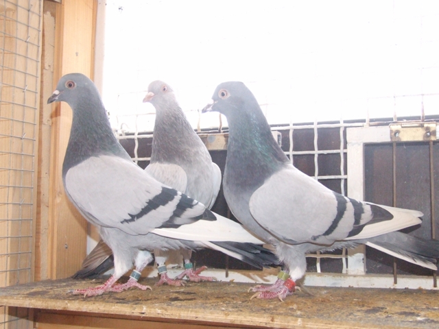 Flying Tippler - Nisic Nuris Sarajevo - Shannon tipleri