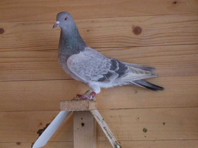 Flying Tippler - Nisic Nuris Sarajevo - Shannon tipleri