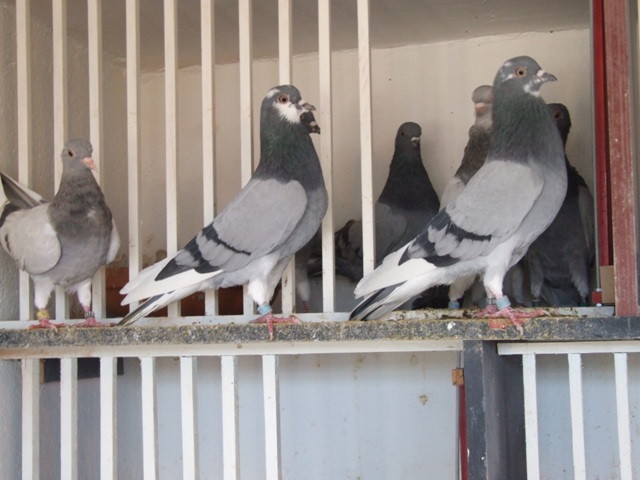 Flying Tippler - Nisic Nuris