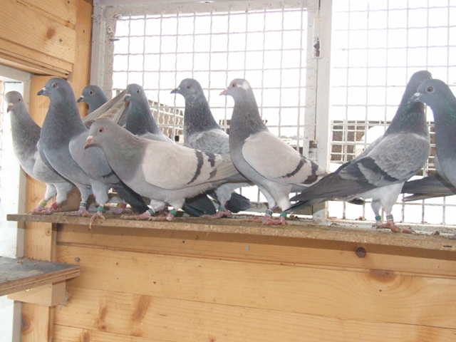 Flying Tippler - Nisic Nuris Sarajevo - Shannon tipleri