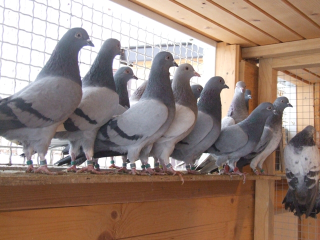 Flying Tippler - Nisic Nuris Sarajevo - Shannon tipleri