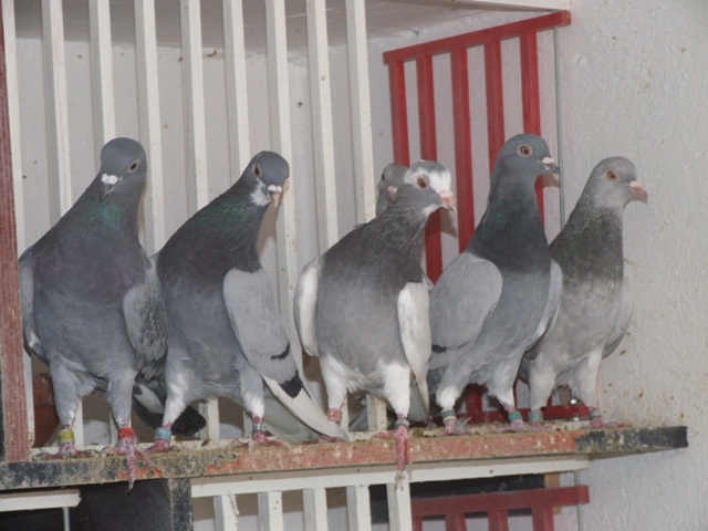 Flying Tippler - Nisic Nuris