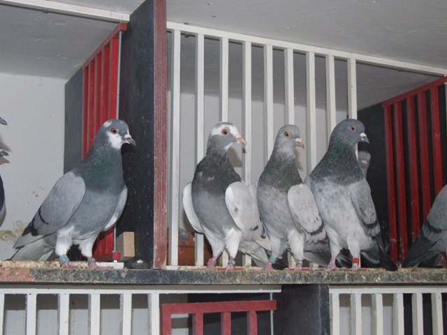 Flying Tippler - Nisic Nuris