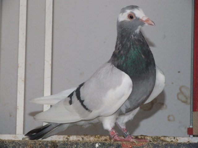 Flying Tippler - Nisic Nuris