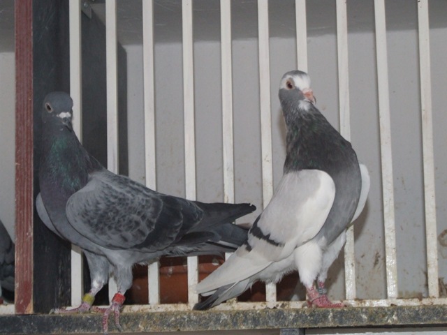 Flying Tippler - Nisic Nuris