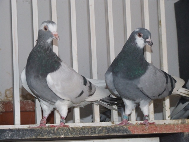 Flying Tippler - Nisic Nuris