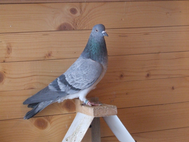 Flying Tippler - Nisic Nuris Sarajevo - Shannon tipleri