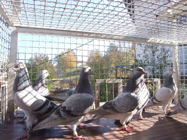 Flying Tippler - Nisic Nuris