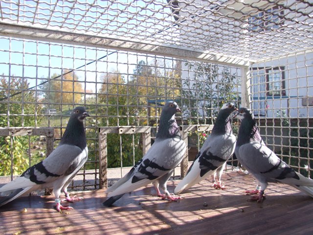 Flying Tippler - Nisic Nuris