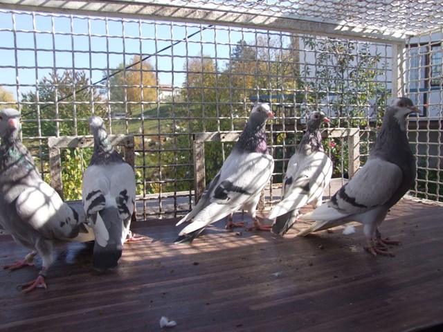 Flying Tippler - Nisic Nuris