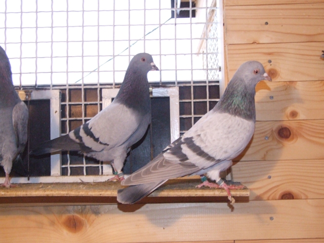 Flying Tippler - Nisic Nuris Sarajevo - Shannon tipleri