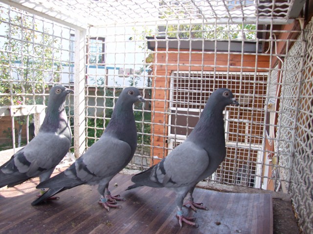 Flying Tippler - Nisic Nuris