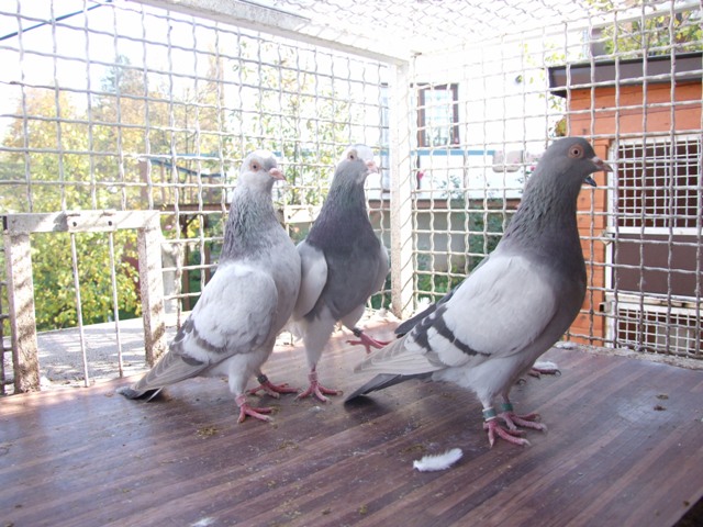 Flying Tippler - Nisic Nuris