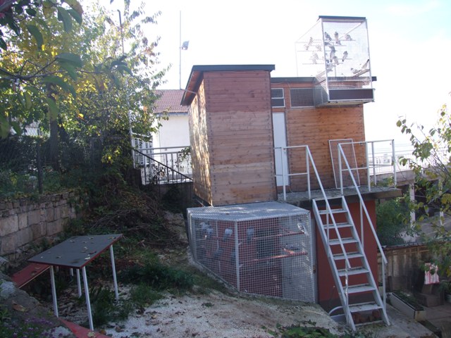 Flying Tippler - Nisic Nuris