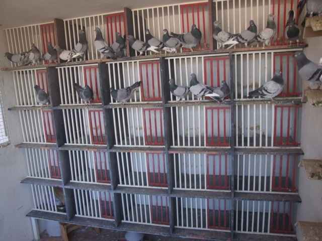 Flying Tippler - Nisic Nuris