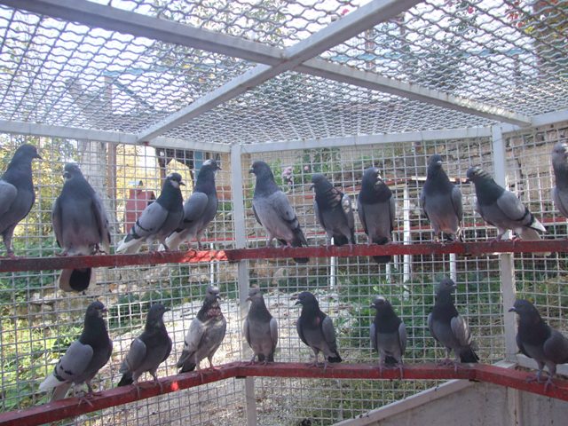 Flying Tippler - Nisic Nuris