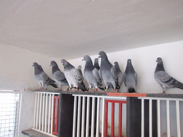 Flying Tippler - Nisic Nuris Sarajevo - Shannon tipleri