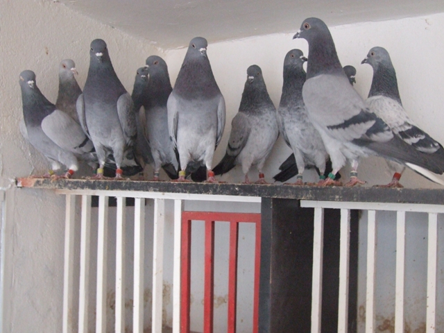 Flying Tippler - Nisic Nuris Sarajevo - Shannon tipleri