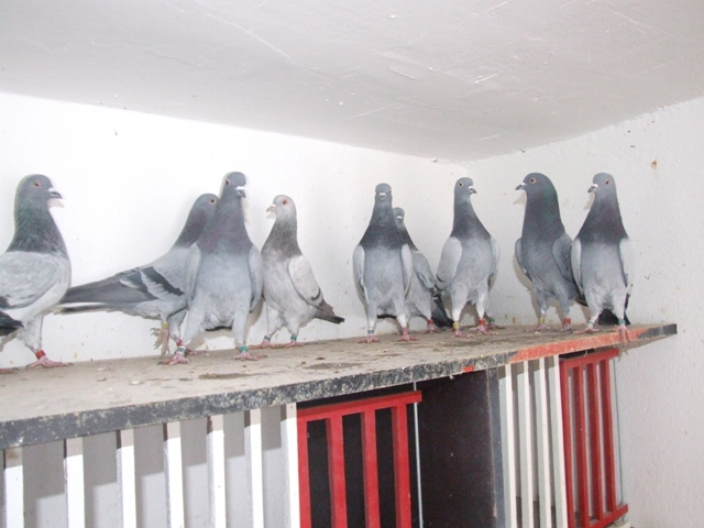 Flying Tippler - Nisic Nuris Sarajevo - Shannon tipleri