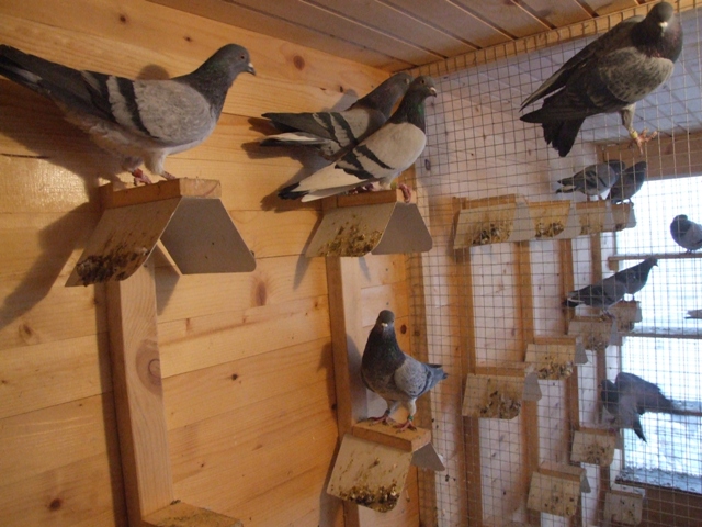 Flying Tippler - Nisic Nuris Sarajevo - Shannon tipleri