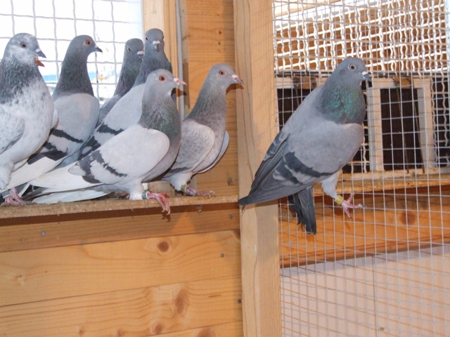 Flying Tippler - Nisic Nuris Sarajevo - Shannon tipleri