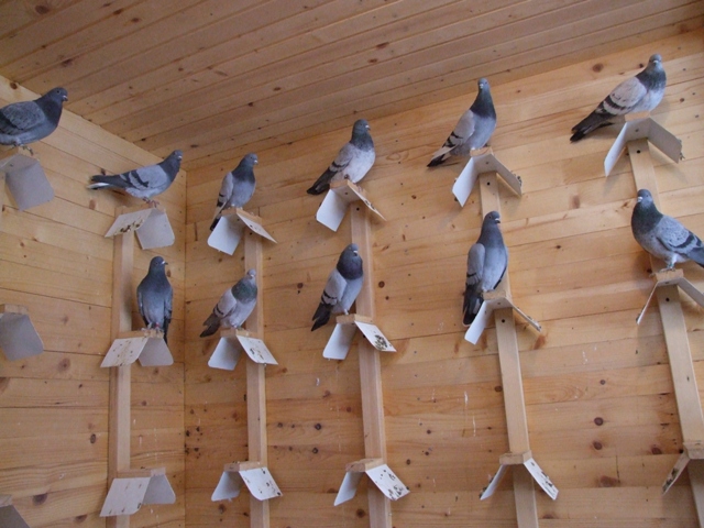 Flying Tippler - Nisic Nuris Sarajevo - Shannon tipleri