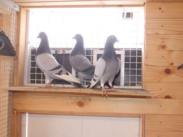 Flying Tippler - Nisic Nuris Sarajevo - Shannon tipleri