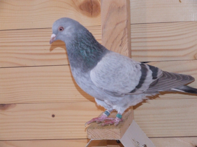 Flying Tippler - Nisic Nuris Sarajevo - Shannon tipleri