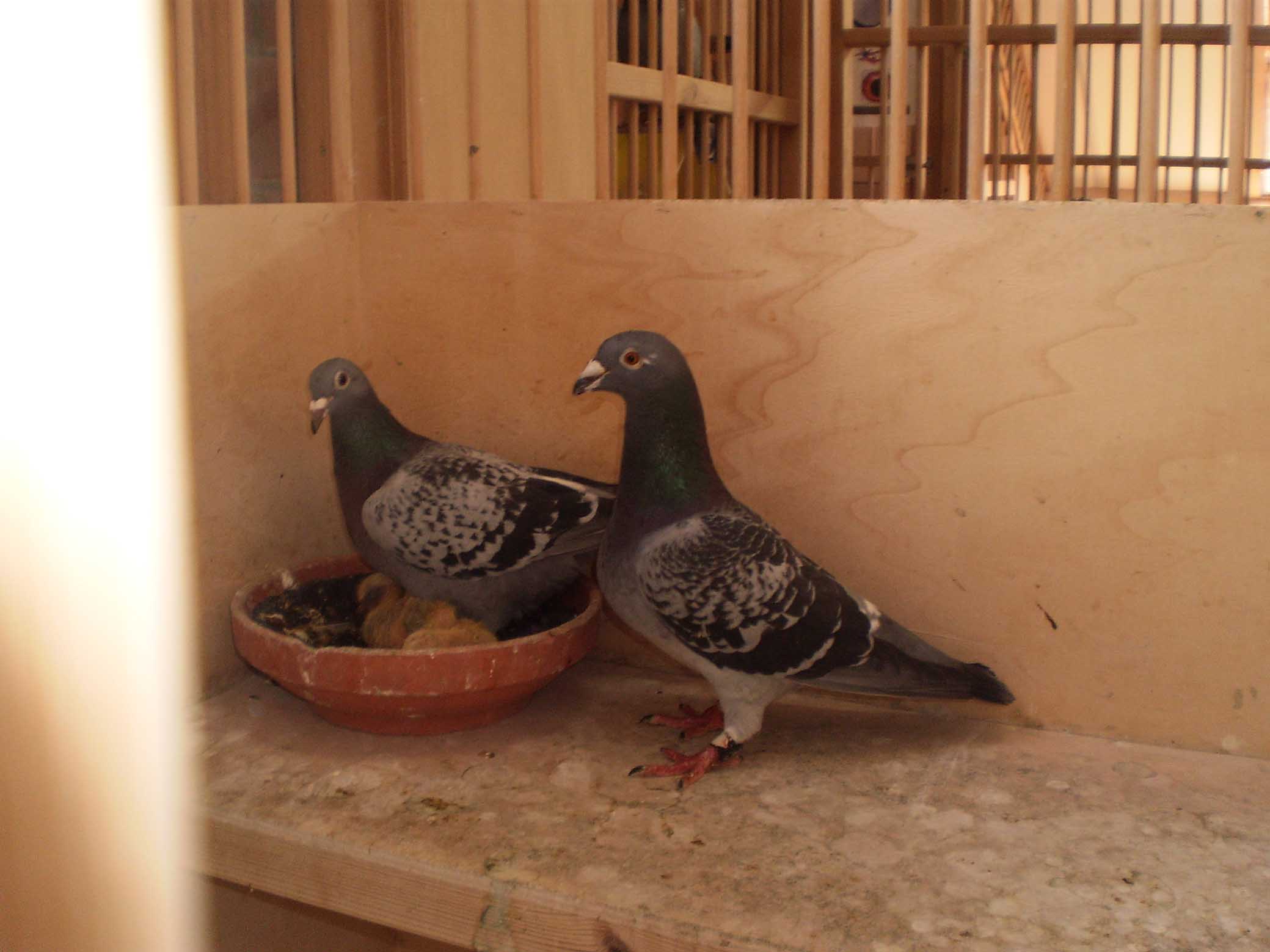 Kreso, Darko, Jadranka and Filip