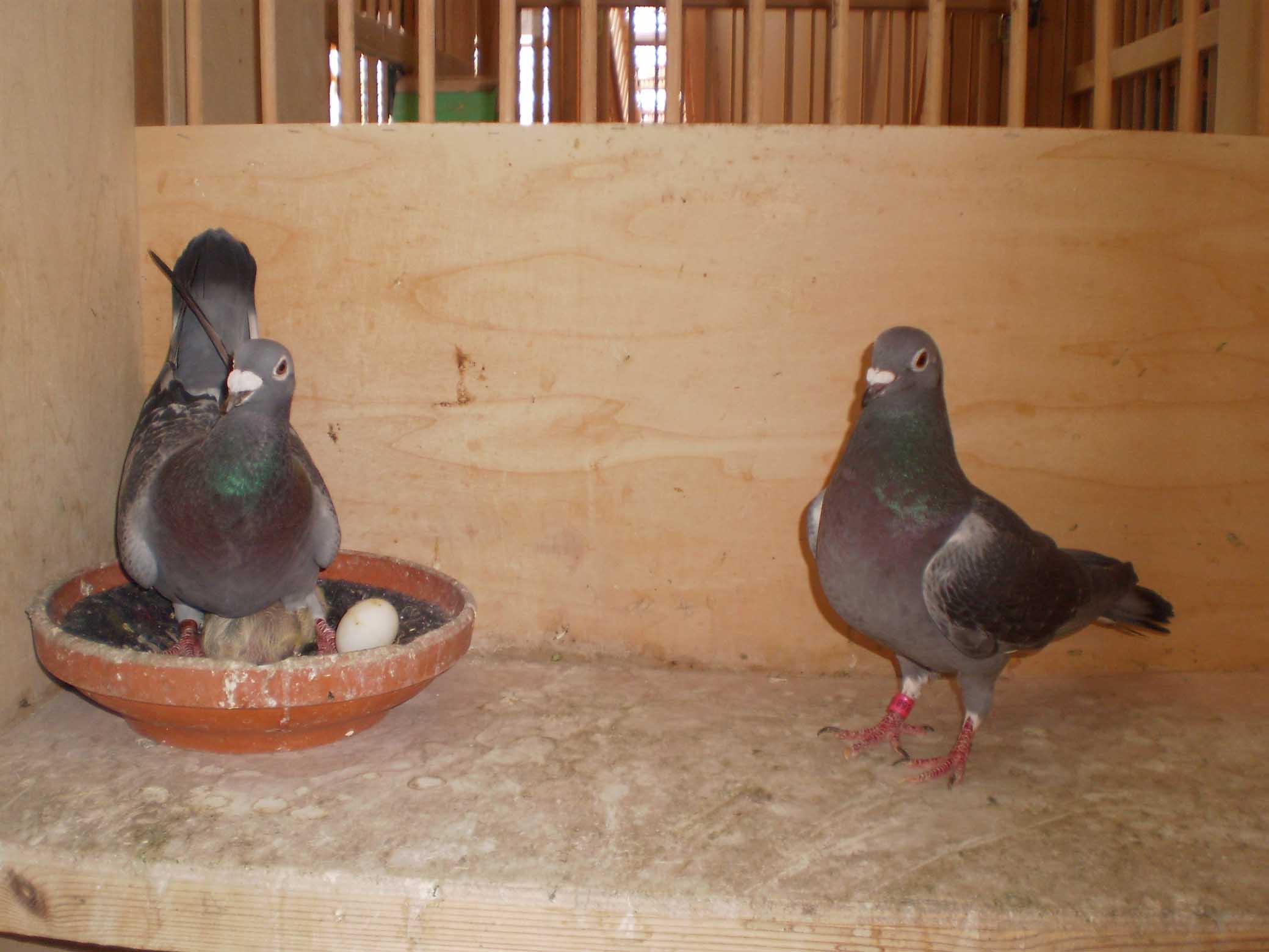 Kreso, Darko, Jadranka and Filip