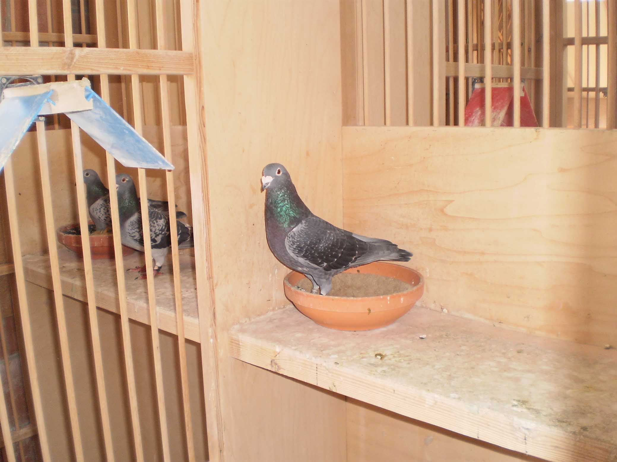 Željko Fajdetić kod Herbotsa