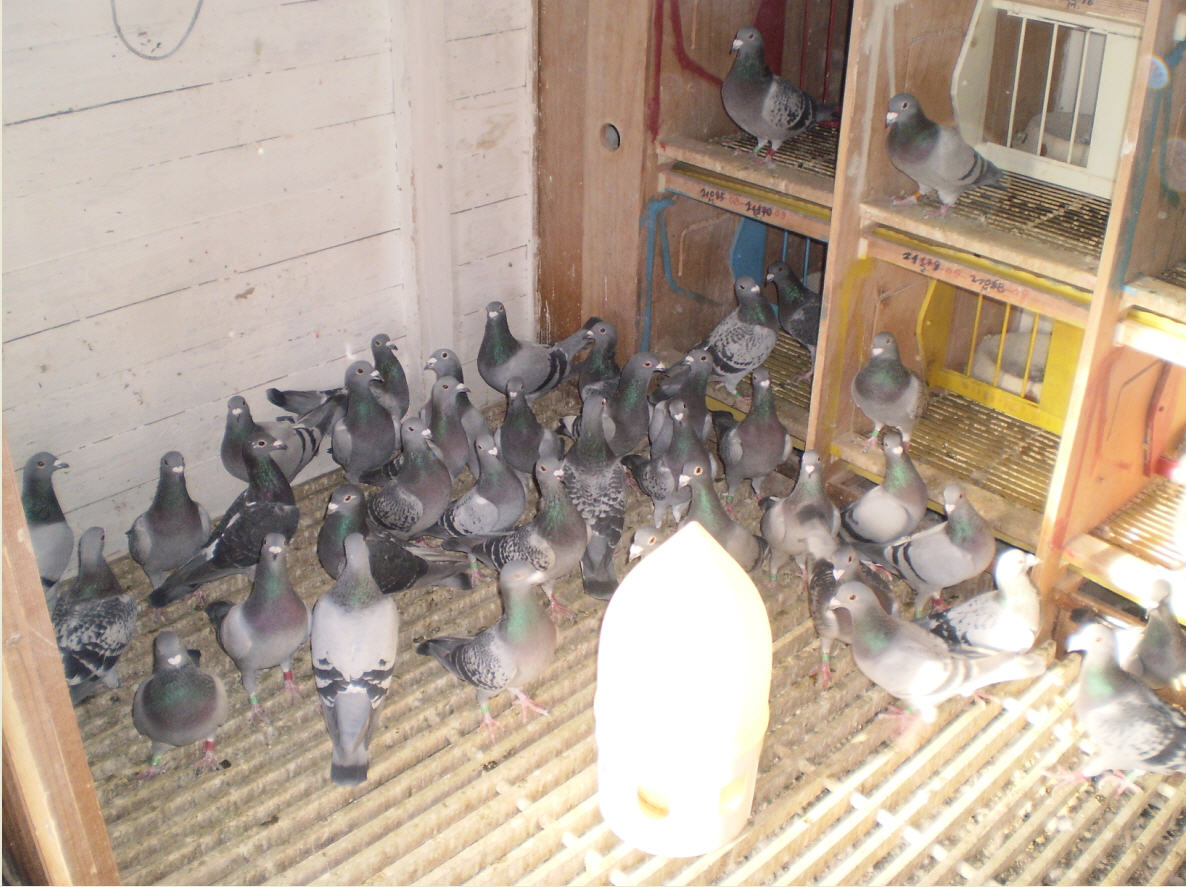 Golubovi letaci kod gospodina Stjepana Lucica - Vinkovci, 10-2010.g., 