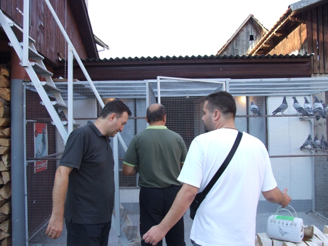 Flying Tippler - Nisic Nuris