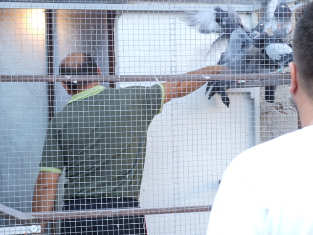 Flying Tippler - Nisic Nuris