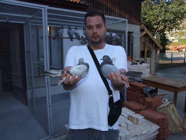 Flying Tippler - Nisic Nuris