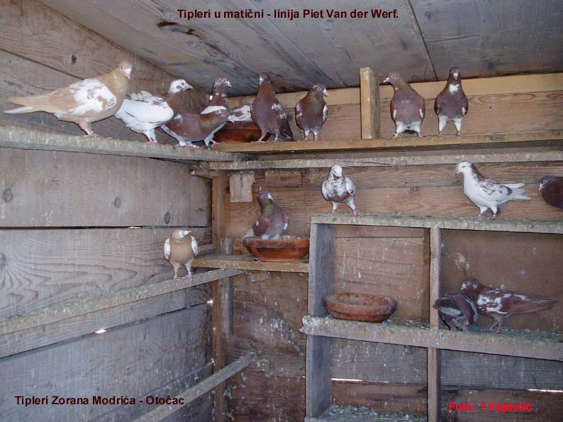 Tipleri od Zorana Modrića.