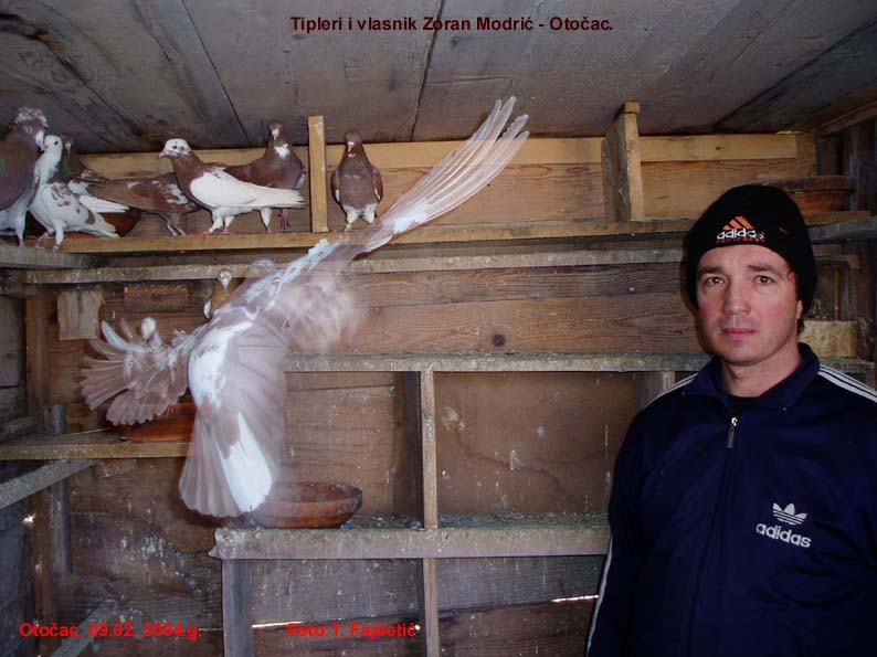 Tipleri od Zorana Modrića.