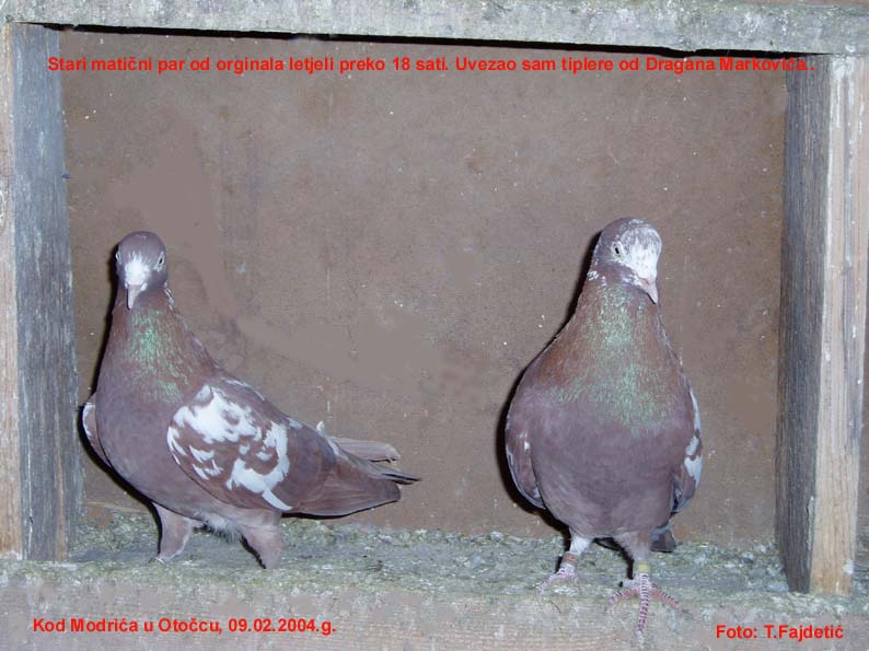 Tipleri od Zorana Modrića