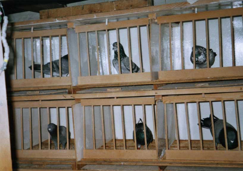 Tippler's Vedran Anicic - HTS - Pula/Fazana