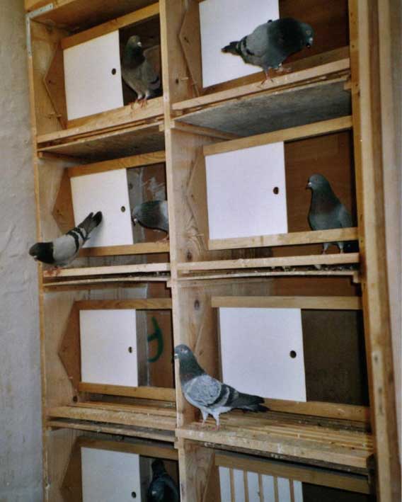 Tippler's Vedran Anicic - HTS - Pula/Fazana