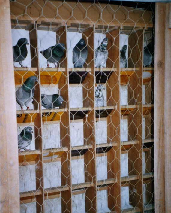 Tippler's Vedran Anicic - HTS - Pula/Fazana